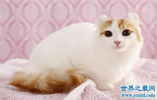 世界上体重最小的十个猫品种，萌到钢铁直男都爱不释手。