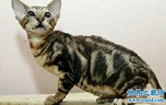 世界上体重最小的十个猫品种，萌到钢铁直男都爱不释手。(www.gifqq.com)
