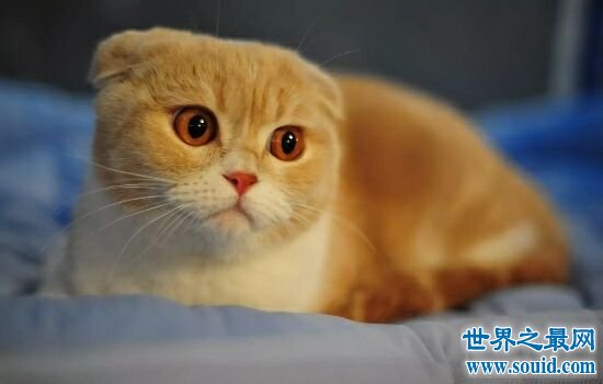 世界上体重最小的十个猫品种，萌到钢铁直男都爱不释手。(www.gifqq.com)