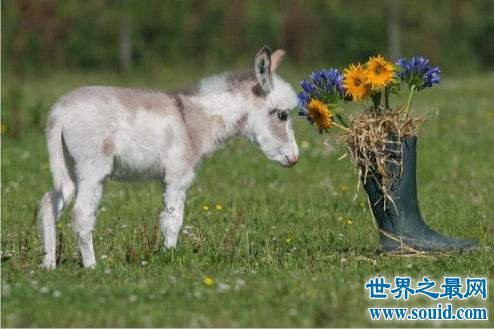 世界上最小的驴，迷你驴成最抢手的明星宠物！(www.gifqq.com)