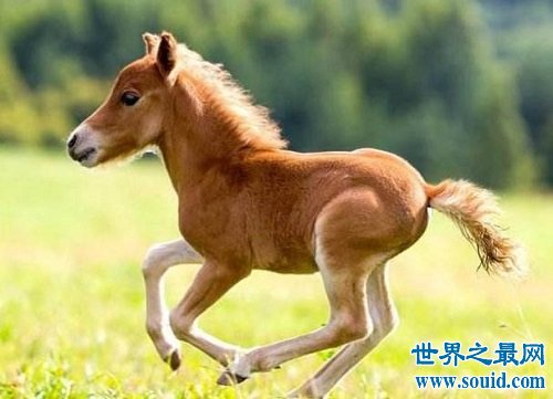 世界上最小的驴，迷你驴成最抢手的明星宠物！(www.gifqq.com)