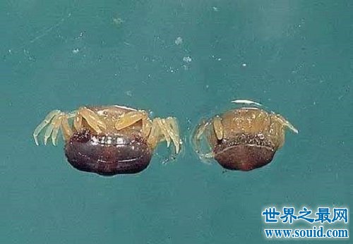 世界上最小的螃蟹，扒一扒豆蟹的底细！(www.gifqq.com)