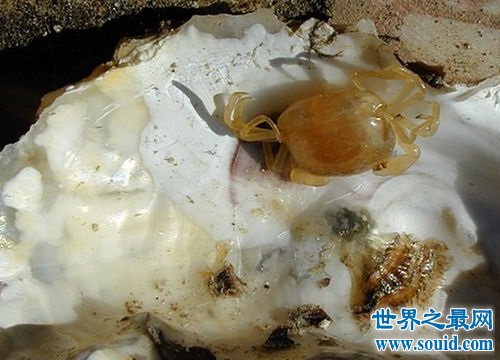 世界上最小的螃蟹，扒一扒豆蟹的底细！(www.gifqq.com)
