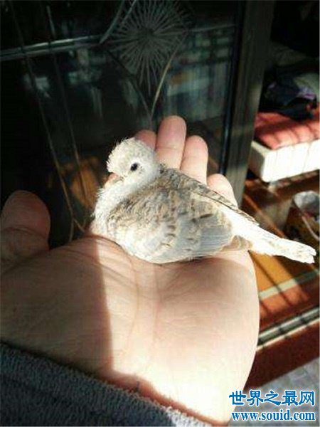 世界上最小的鸽子，澳大利亚雪鸽(www.gifqq.com)