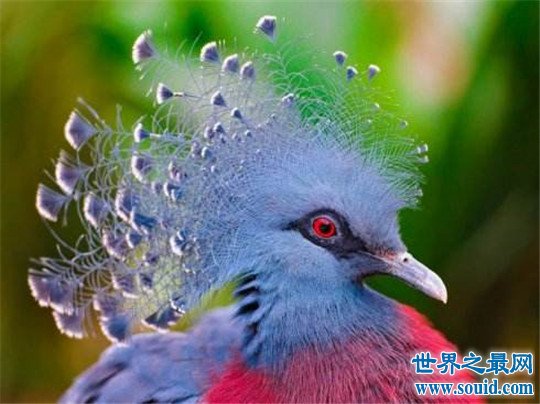 世界上最小的鸽子，澳大利亚雪鸽(www.gifqq.com)