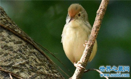 世界上最小的鸟，吸蜜蜂鸟体长仅3厘米（和硬币一样重）(www.gifqq.com)