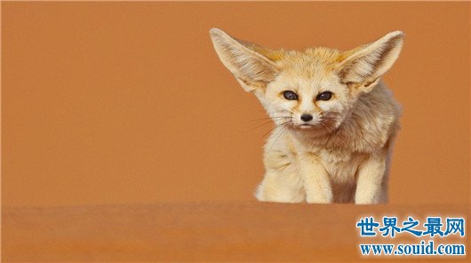 世界上最小的狐狸，耳廓狐体长30厘米（如小猫一般）(www.gifqq.com)