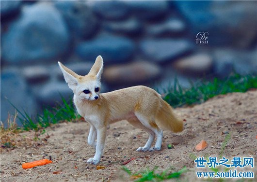 世界上最小的狐狸，耳廓狐体长30厘米（如小猫一般）(www.gifqq.com)