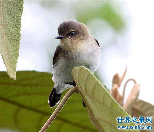 世界上最小的鸟，吸蜜蜂鸟体长仅3厘米（和硬币一样重）(www.gifqq.com)