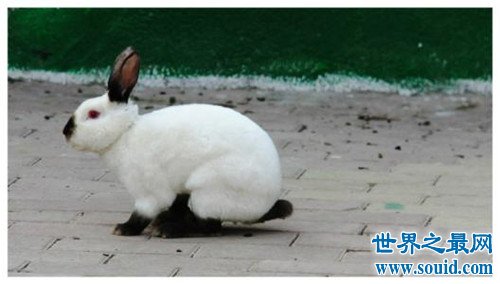 世界上最小的兔子，这些小兔子简直萌翻了(www.gifqq.com)