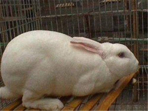 世界上最小的兔子，这些小兔子简直萌翻了