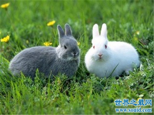 世界上最小的兔子，这些小兔子简直萌翻了(www.gifqq.com)