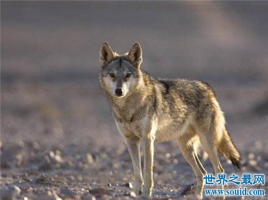 世界上最小的狼，最小的灰狼亚种阿拉伯狼平均重仅为16公斤(www.gifqq.com)