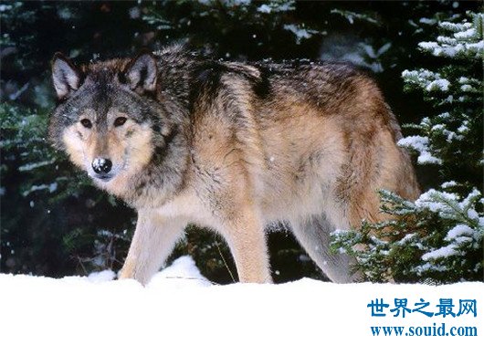世界上最小的狼，最小的灰狼亚种阿拉伯狼平均重仅为16公斤(www.gifqq.com)