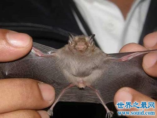 世界上最小的蝙蝠，比小指还小！(www.gifqq.com)