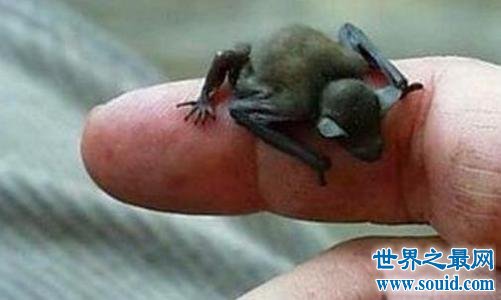 世界上最小的蝙蝠，比小指还小！(www.gifqq.com)