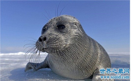 世界上最小的海豹，贝加尔海豹体长1米，是唯一生活在湖泊中的海豹(www.gifqq.com)