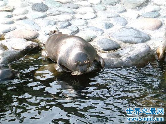 世界上最小的海豹，贝加尔海豹体长1米，是唯一生活在湖泊中的海豹(www.gifqq.com)