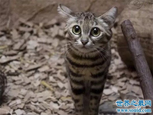 世界上最小的野猫，体重仅4斤却是顶级的猎食者(www.gifqq.com)