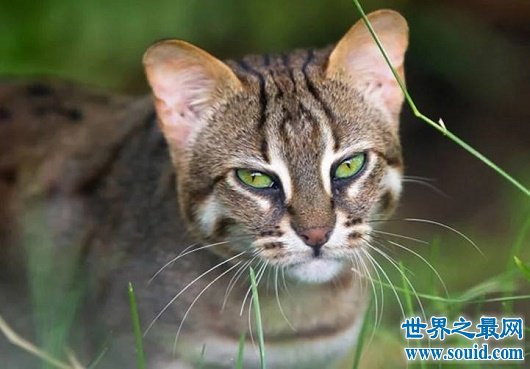 世界上最小的野猫，体重仅4斤却是顶级的猎食者(www.gifqq.com)
