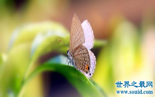 世界上最小大蝴蝶，最小的只有13毫米。(www.gifqq.com)