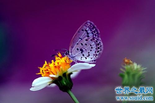 世界上最小大蝴蝶，最小的只有13毫米。(www.gifqq.com)