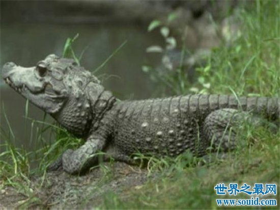 世界上最小的鳄鱼，一起来进入非洲侏儒鳄的传奇鳄生！(www.gifqq.com)