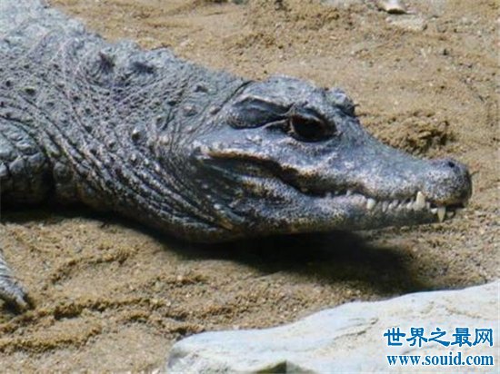 世界上最小的鳄鱼，一起来进入非洲侏儒鳄的传奇鳄生！(www.gifqq.com)