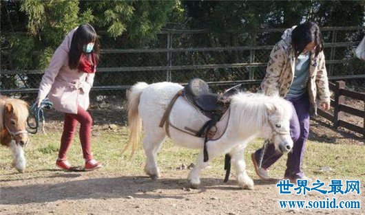 世界上最小的马，法拉贝拉只有38.1厘米高（体重不到10公斤）(www.gifqq.com)
