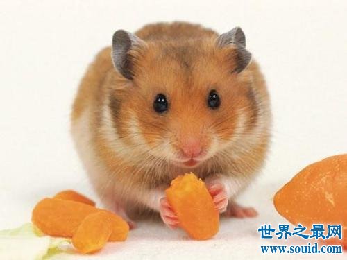 世界上最小的仓鼠，只比我们五毛硬币稍大一点！(www.gifqq.com)