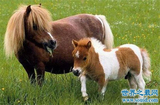 世界上最小的马，法拉贝拉只有38.1厘米高（体重不到10公斤）(www.gifqq.com)