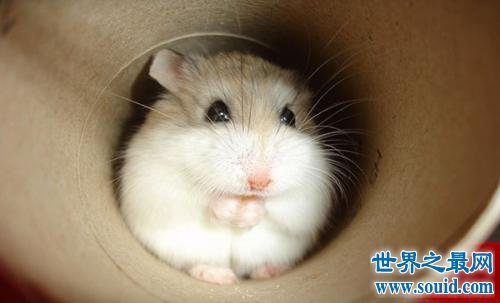 世界上最小的仓鼠，只比我们五毛硬币稍大一点！(www.gifqq.com)