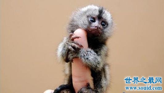 世界上最小的十种动物，还不如指甲大。(www.gifqq.com)