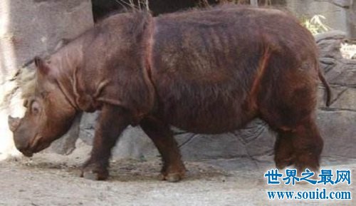 世界上最小的犀牛，全球独一无二的双角犀牛！(www.gifqq.com)