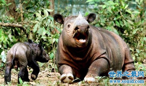 世界上最小的犀牛，全球独一无二的双角犀牛！(www.gifqq.com)