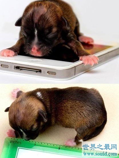 世界上最小的狗，还没有一把格尺大(www.gifqq.com)