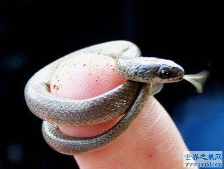 世界上最小的蛇，还没有一枚硬币大(www.gifqq.com)