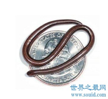 世界上最小的蛇，还没有一枚硬币大(www.gifqq.com)