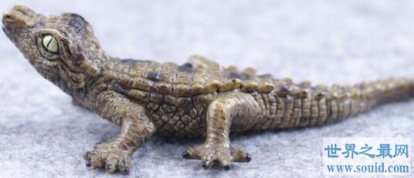 世界上最小的鳄鱼，尽显萌态，体长1.5-1.9米(www.gifqq.com)