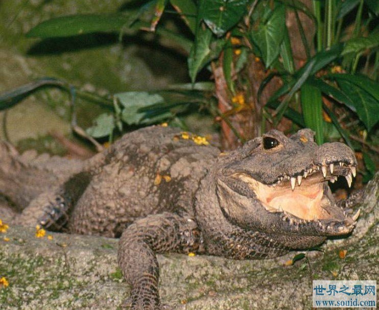 世界上最小的鳄鱼，尽显萌态，体长1.5-1.9米(www.gifqq.com)