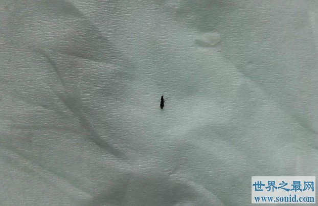 世界上最小的蚊子，成体只有4毫米
