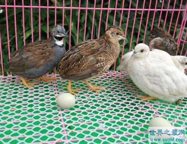 世界上最小的鸡,只有45克左右(www.gifqq.com)