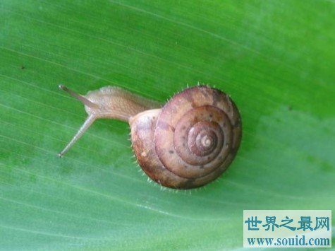世界最小的蜗牛，可以放进针的穿线洞里(www.gifqq.com)