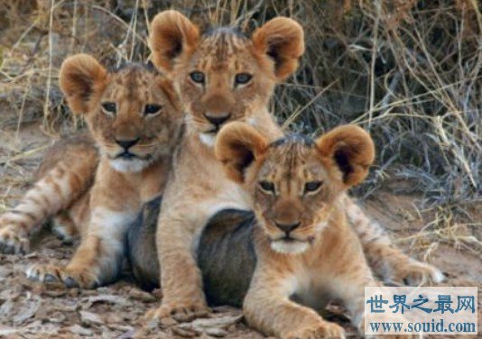 世界上最小的狮子，它们出生时仅0.5千克