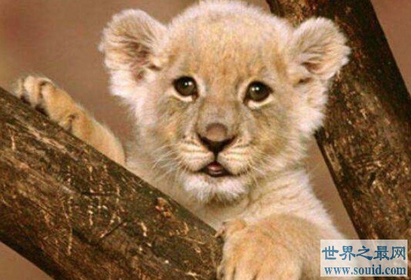 世界上最小的狮子，它们出生时仅0.5千克(www.gifqq.com)