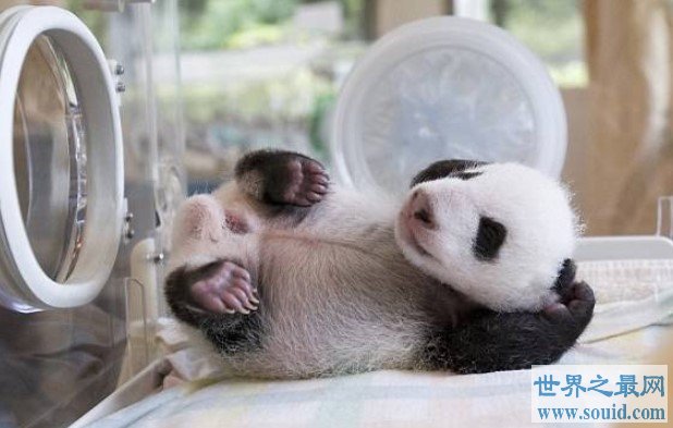 全球最小熊猫幼仔，体重仅仅只有42.8g(www.gifqq.com)