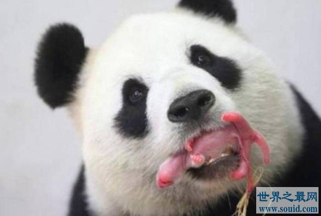 全球最小熊猫幼仔，体重仅仅只有42.8g(www.gifqq.com)