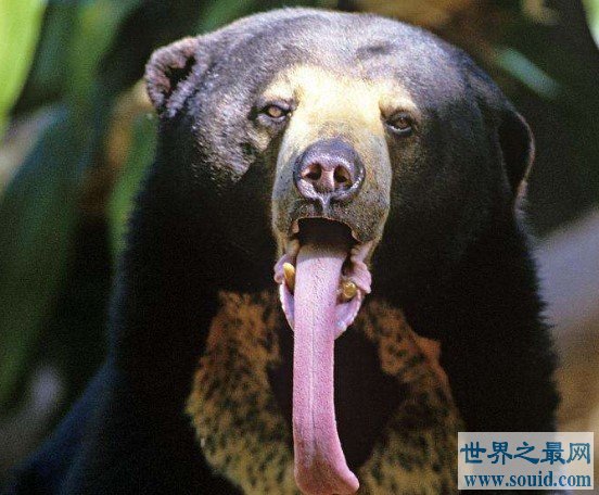 世界上最小的熊，成年体都不超过1米5(www.gifqq.com)