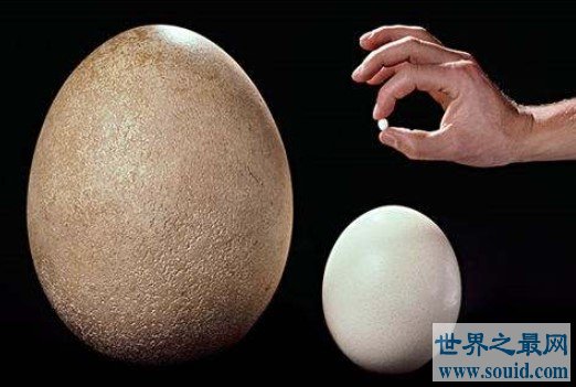 世界上最小的蛋,比鸡蛋还有小120倍的蛋(www.gifqq.com)