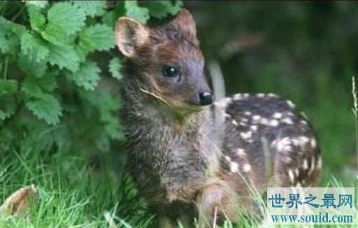 世界上最小的鹿，最大不超过2千克(www.gifqq.com)